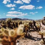 Los Angeles National Park Day Tour [Joshua Tree National Park] Including Tickets