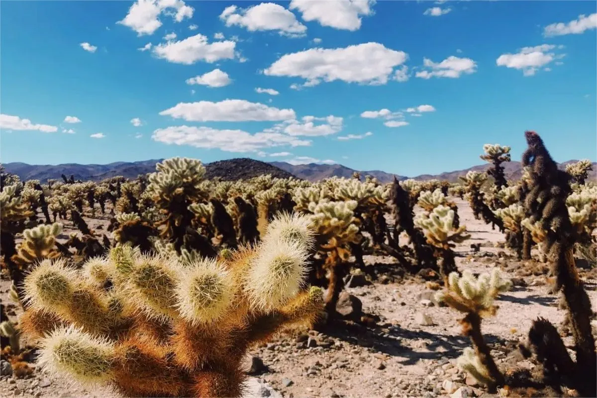 3459dad63170.jpg 洛杉矶国家公园一日游【约书亚树国家公园】含门票 - Image 1