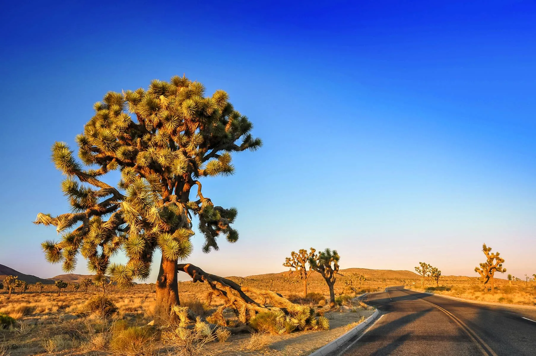 洛杉矶国家公园一日游【约书亚树国家公园】含门票 - Image 5