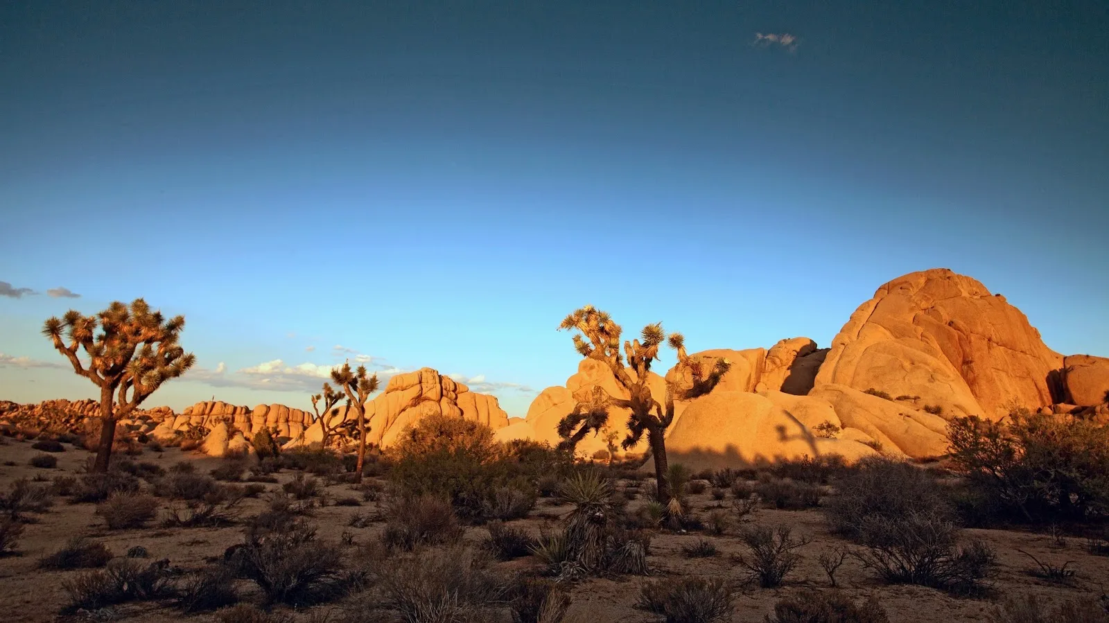 JoshuaTreeNP01