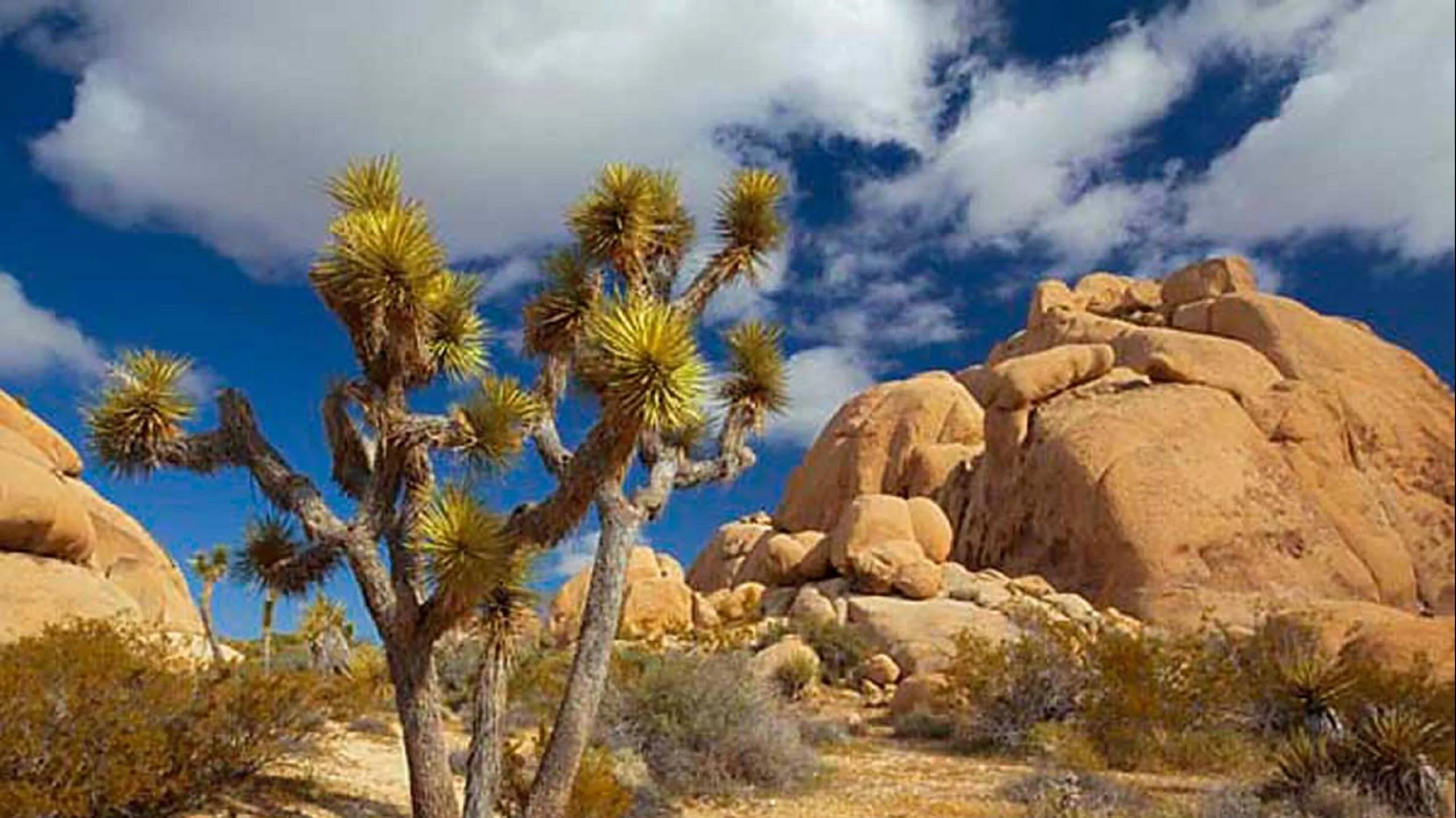 洛杉矶国家公园一日游【约书亚树国家公园】含门票 - Image 6